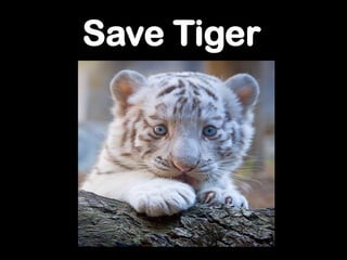 Save Tiger
 