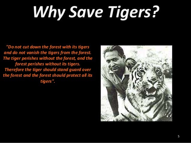 Save tiger
