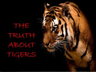THE 
TRUTH 
ABOUT 
TIGERS 
TRUTH ABOUT TIGERS 
 