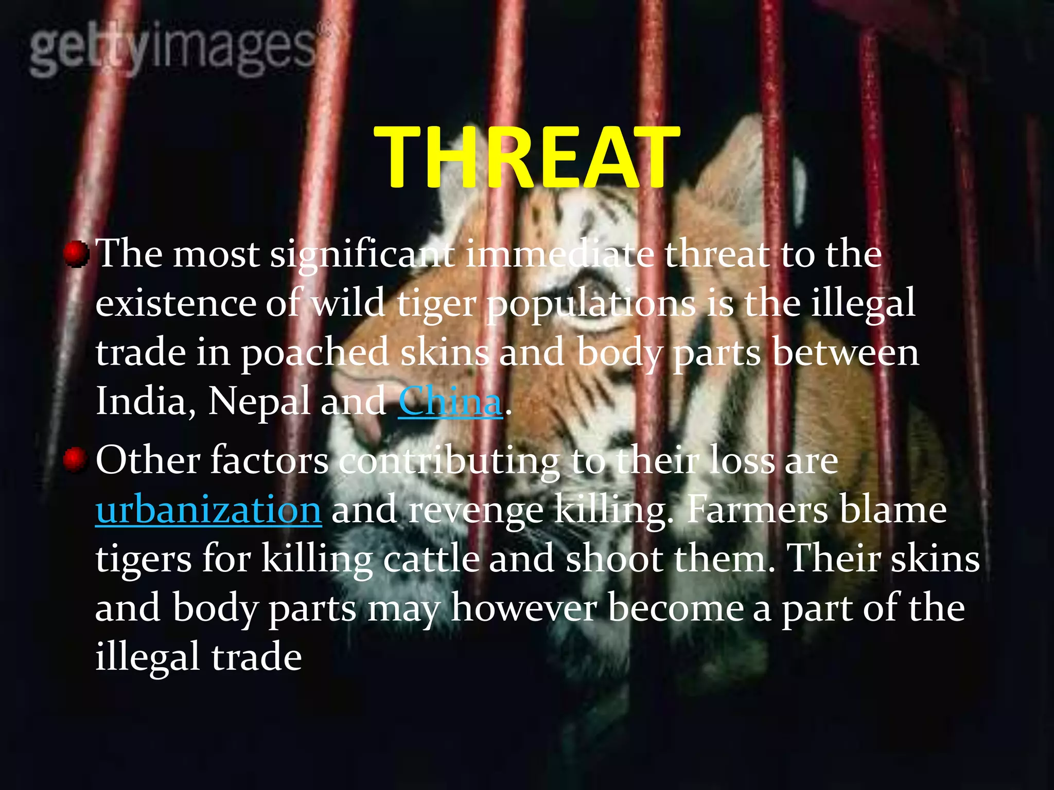 THREAT
The most significant immediate threat to the
existence of wild tiger populations is the illegal
trade in poached skins and body parts between
India, Nepal and China.
Other factors contributing to their loss are
urbanization and revenge killing. Farmers blame
tigers for killing cattle and shoot them. Their skins
and body parts may however become a part of the
illegal trade
 