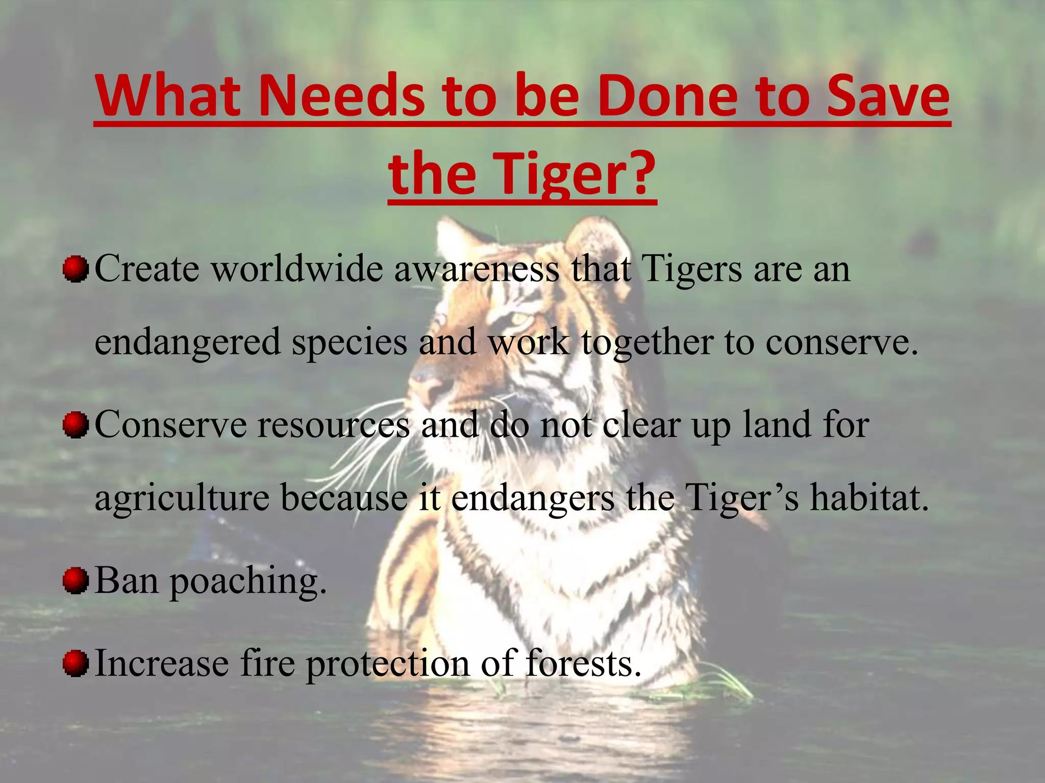 What Needs to be Done to Save
         the Tiger?
Create worldwide awareness that Tigers are an
endangered species and work together to conserve.

Conserve resources and do not clear up land for
agriculture because it endangers the Tiger’s habitat.

Ban poaching.

Increase fire protection of forests.
 