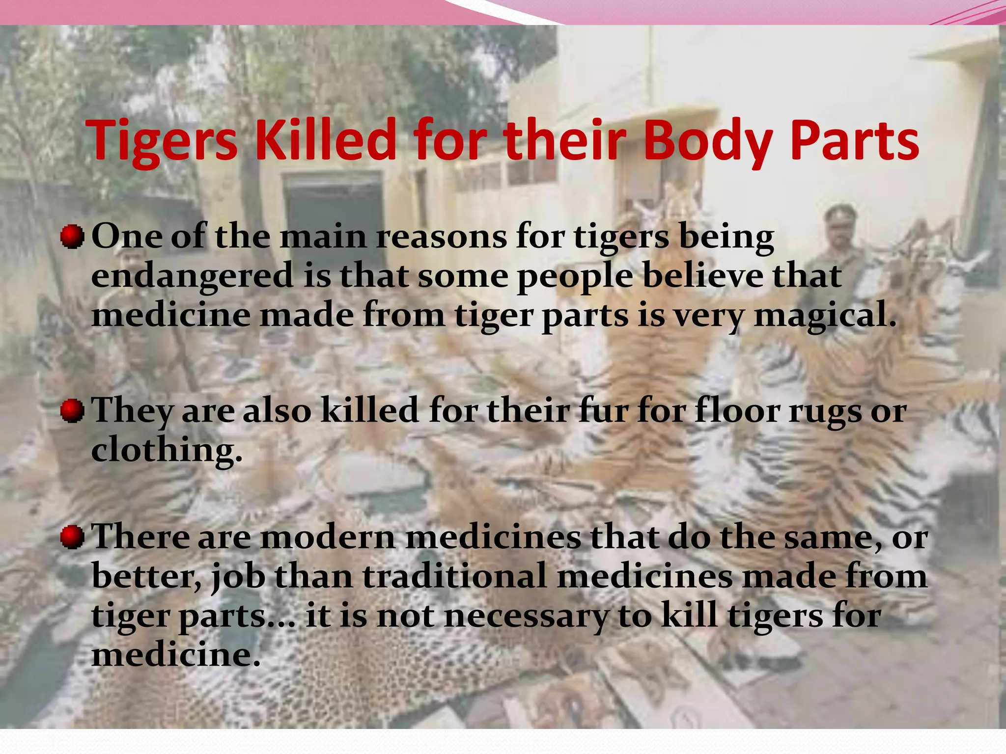 Tigers Killed for their Body Parts
One of the main reasons for tigers being
endangered is that some people believe that
medicine made from tiger parts is very magical.

They are also killed for their fur for floor rugs or
clothing.

There are modern medicines that do the same, or
better, job than traditional medicines made from
tiger parts... it is not necessary to kill tigers for
medicine.
 