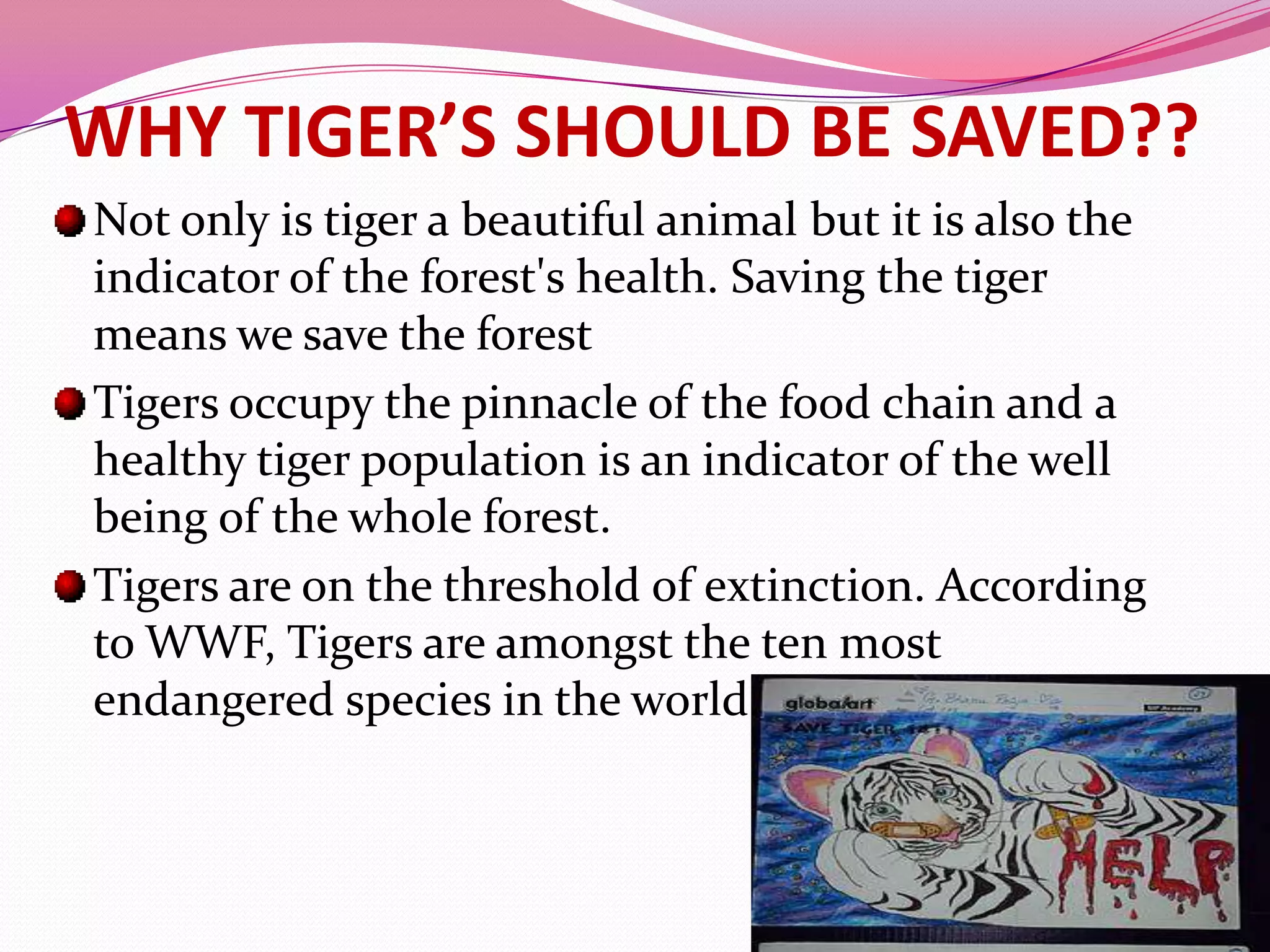 WHY TIGER’S SHOULD BE SAVED??
Not only is tiger a beautiful animal but it is also the
indicator of the forest's health. Saving the tiger
means we save the forest
Tigers occupy the pinnacle of the food chain and a
healthy tiger population is an indicator of the well
being of the whole forest.
Tigers are on the threshold of extinction. According
to WWF, Tigers are amongst the ten most
endangered species in the world.
 