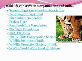 Wild life conservation organizations of India.
 - Siberian Tiger Conservation Association
 - Bandhavgarh Tiger Trust
 - The Corbett Foundation
 - Project Tiger
 - Ranthambhore Foundation
 - The Tiger Foundation
 - TRAFFIC India
 - The Wildlife Conservation Society
 - Wildlife Institute of India
 - Wildlife Protection Society of India
 - WWF - World Wide Fund for Nature
 