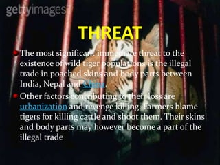 THREAT
The most significant immediate threat to the
existence of wild tiger populations is the illegal
trade in poached skins and body parts between
India, Nepal and China.
Other factors contributing to their loss are
urbanization and revenge killing. Farmers blame
tigers for killing cattle and shoot them. Their skins
and body parts may however become a part of the
illegal trade
 
