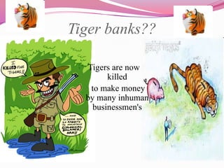 Tiger banks??

  Tigers are now
        killed
   to make money
  by many inhuman
    businessmen's
 