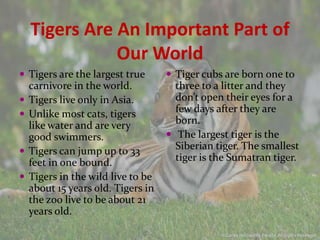 Tigers Are An Important Part of
               Our World
 Tigers are the largest true        Tiger cubs are born one to
    carnivore in the world.           three to a litter and they
   Tigers live only in Asia.         don’t open their eyes for a
   Unlike most cats, tigers          few days after they are
    like water and are very           born.
    good swimmers.                   The largest tiger is the
   Tigers can jump up to 33          Siberian tiger. The smallest
    feet in one bound.                tiger is the Sumatran tiger.
   Tigers in the wild live to be
    about 15 years old. Tigers in
    the zoo live to be about 21
    years old.
 
