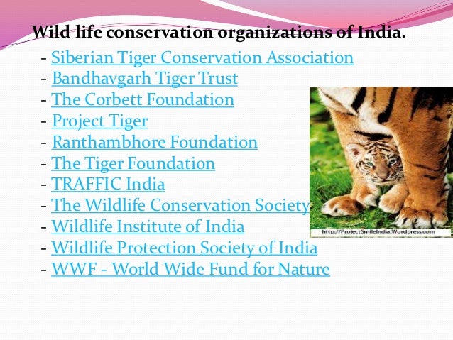 save-tiger-pdf