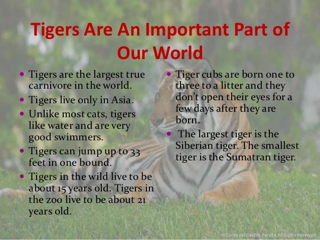 save-tiger-pdf