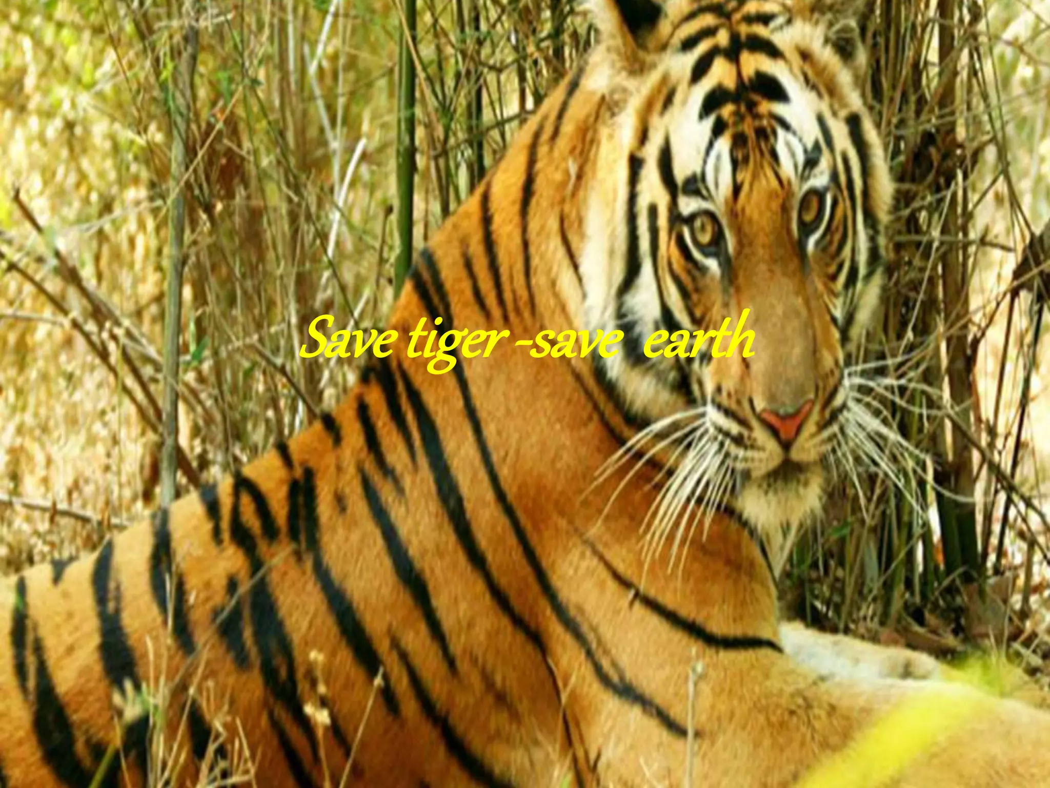 Save tiger save earth | PPT