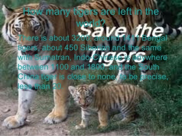 How many tigers are there in the world?
