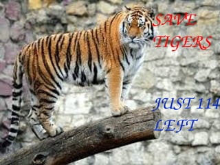 SAVE 
TIGERS 
JUST 1141
LEFT
 