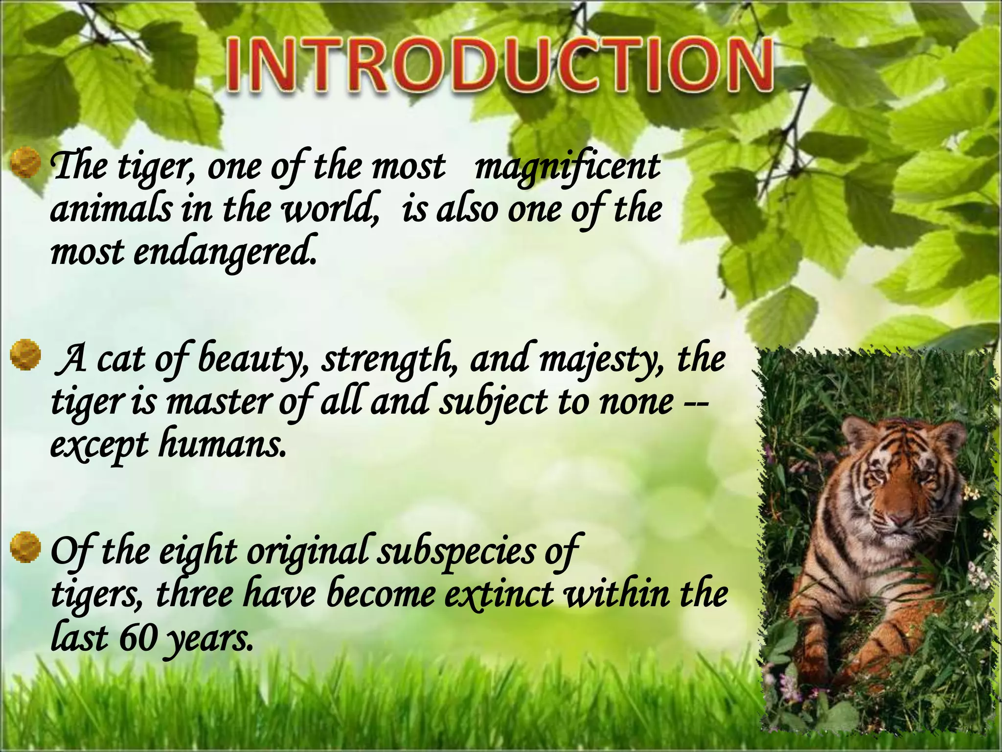 The tiger, one of the most magnificent
animals in the world, is also one of the
most endangered.

 A cat of beauty, strength, and majesty, the
tiger is master of all and subject to none --
except humans.

Of the eight original subspecies of
tigers, three have become extinct within the
last 60 years.
 