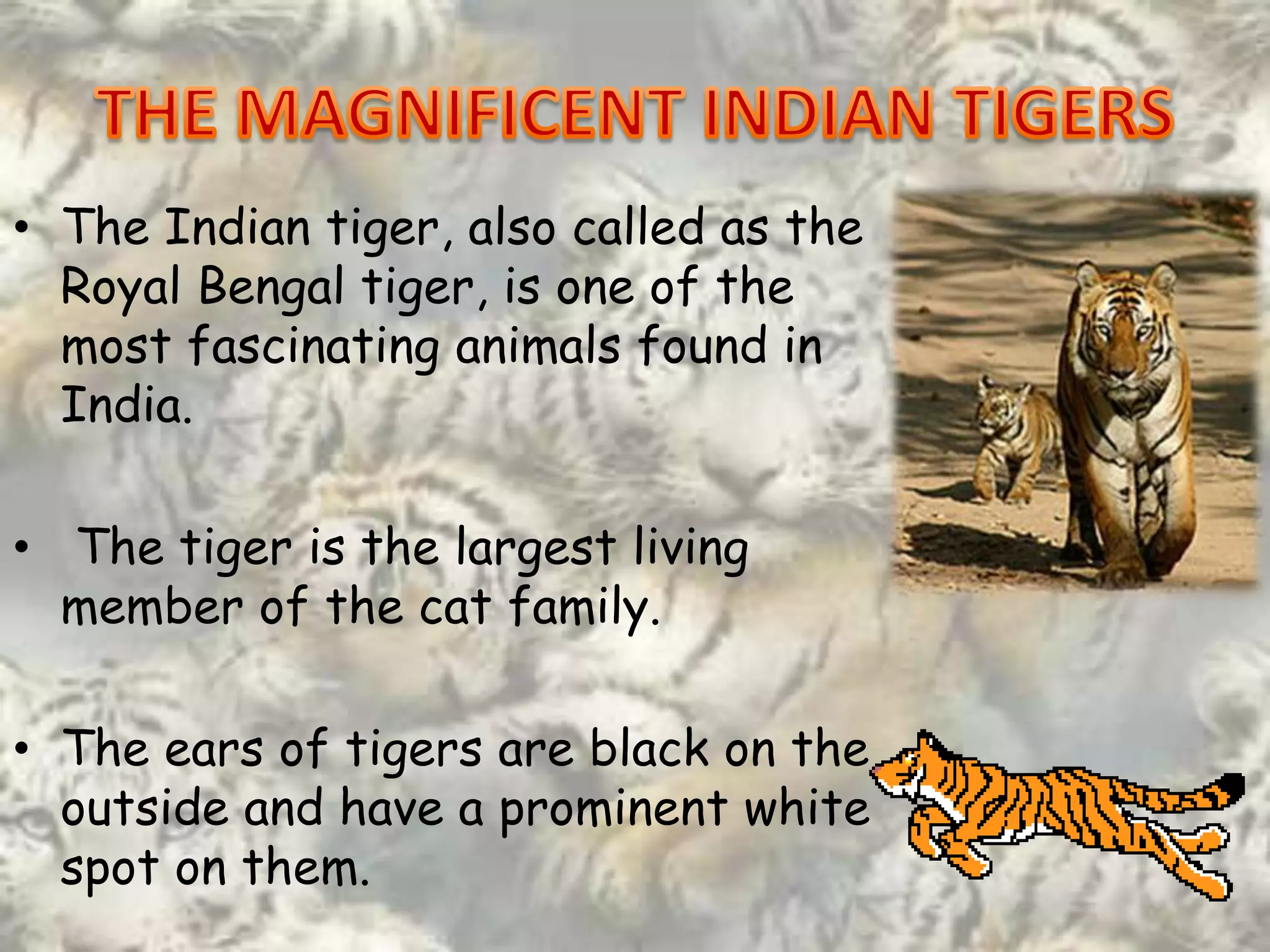 • The Indian tiger, also called as the
  Royal Bengal tiger, is one of the
  most fascinating animals found in
  India.

• The tiger is the largest living
  member of the cat family.

• The ears of tigers are black on the
  outside and have a prominent white
  spot on them.
 
