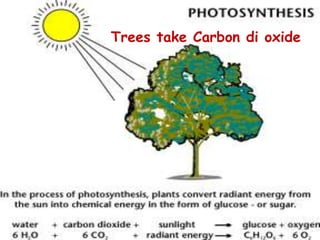 Trees take Carbon di oxide