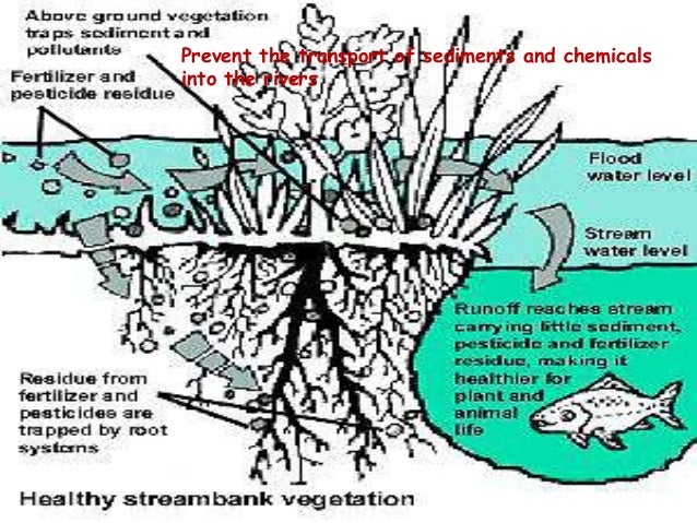 Planting Trees To Prevent Erosion Can Plants Help Slow Soil Erosion?