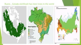 Russia , Canada and Brazil has most trees in the world
 