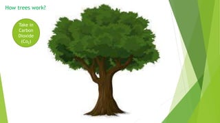 Give out
Oxygen
(O2)
Take in
Carbon
Dioxide
(Co2)
How trees work?
 