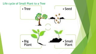 Life cycle of Small Plant to a Tree
• Small
Plant
• Big
Plant
• Seed• Tree
 