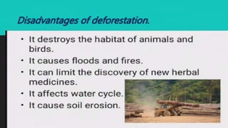 Disadvantages of deforestation.
 