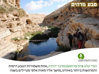 ‫ואדי קלט )נחל פרת(שבמדבר יהודה, אחת משמורות הטבע היפות‬
 ‫והמרגשות ביותר באזורנו, מושך אליו מאות אלפי מטיילים בשנה‬
 