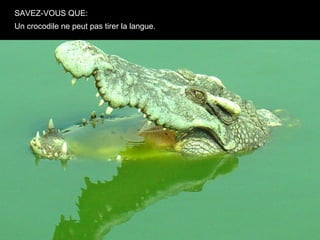 SAVEZ-VOUS QUE:
Un crocodile ne peut pas tirer la langue.
 