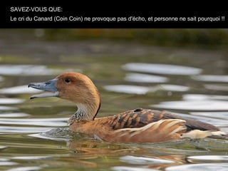 SAVEZ-VOUS QUE:
Le cri du Canard (Coin Coin) ne provoque pas d'écho, et personne ne sait pourquoi !!
 