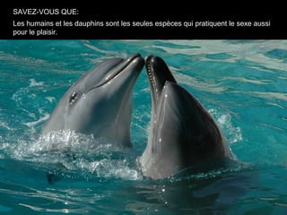 SAVEZ-VOUS QUE:
Les humains et les dauphins sont les seules espèces qui pratiquent le sexe aussi
pour le plaisir.
 