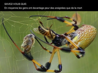 SAVEZ-VOUS QUE:
En moyenne les gens ont davantage peur des araignées que de la mort
 