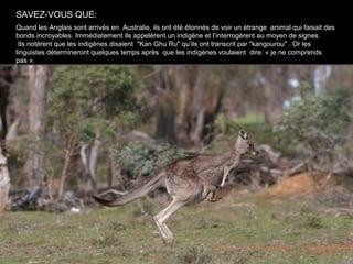 SAVEZ-VOUS QUE:
Quand les Anglais sont arrivés en Australie, ils ont été étonnés de voir un étrange animal qui faisait des
bonds incroyables. Immédiatement ils appelèrent un indigène et l’interrogèrent au moyen de signes.
 Ils notèrent que les indigènes disaient "Kan Ghu Ru" qu’ils ont transcrit par "kangourou" . Or les
linguistes détermineront quelques temps après que les indígènes voulaient dire: « je ne comprends
pas ».
 