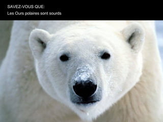 SAVEZ-VOUS QUE:
Les Ours polaires sont sourds
 