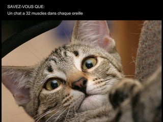 SAVEZ-VOUS QUE:
Un chat a 32 muscles dans chaque oreille
 