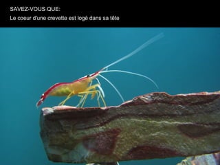SAVEZ-VOUS QUE:
Le coeur d'une crevette est logé dans sa tête
 