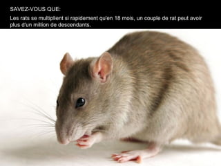 SAVEZ-VOUS QUE:
Les rats se multiplient si rapidement qu'en 18 mois, un couple de rat peut avoir
plus d'un million de descendants.
 