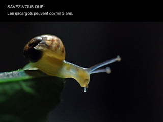 SAVEZ-VOUS QUE:
Les escargots peuvent dormir 3 ans.
 