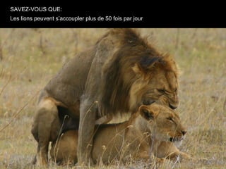SAVEZ-VOUS QUE:
Les lions peuvent s’accoupler plus de 50 fois par jour
 