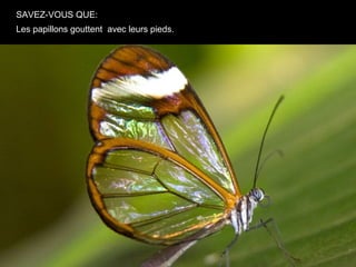 SAVEZ-VOUS QUE:
Les papillons gouttent avec leurs pieds.
 