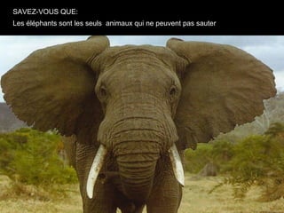 SAVEZ-VOUS QUE:
Les éléphants sont les seuls animaux qui ne peuvent pas sauter
 