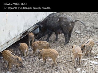 SAVEZ-VOUS QUE:
L ’ orgasme d’un Sanglier dure 30 minutes.
 