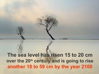 The sea level has risen 15 to 20 cm over the 20 th  century and is going to rise   another 18 to 59 cm by the year 2100 