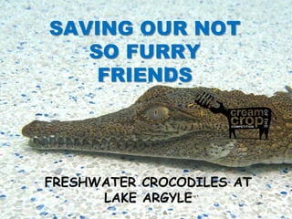 SAVING OUR NOT
   SO FURRY
    FRIENDS




FRESHWATER CROCODILES AT
      LAKE ARGYLE
 