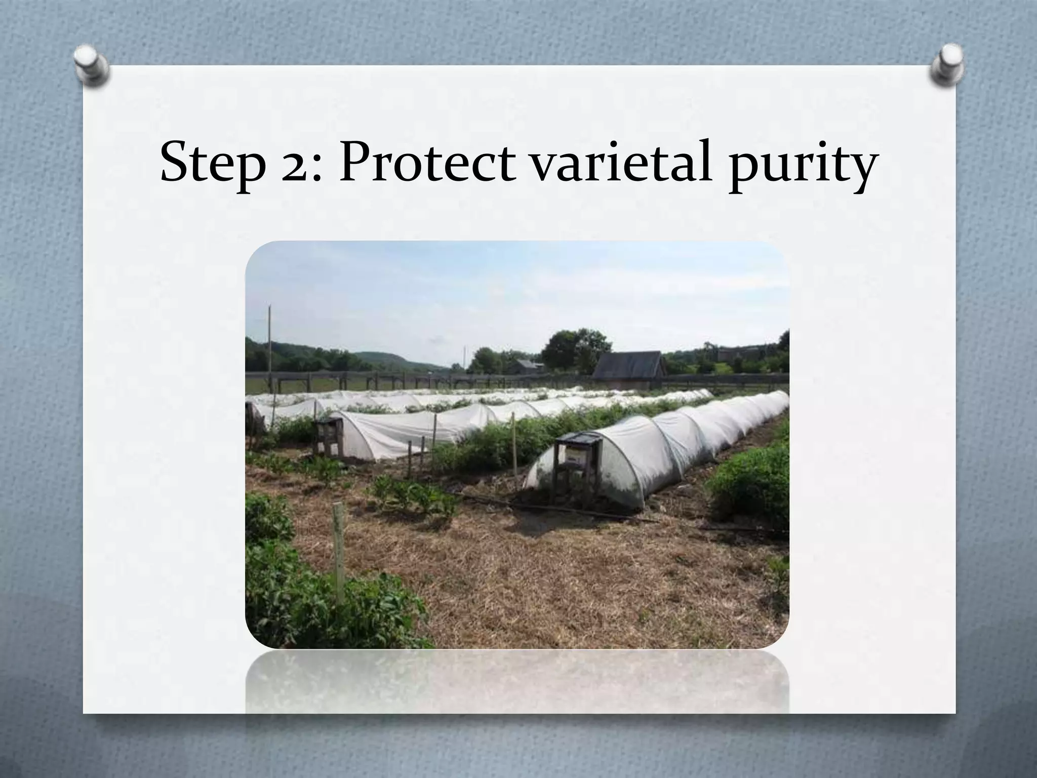 Step 2: Protect varietal purity
 