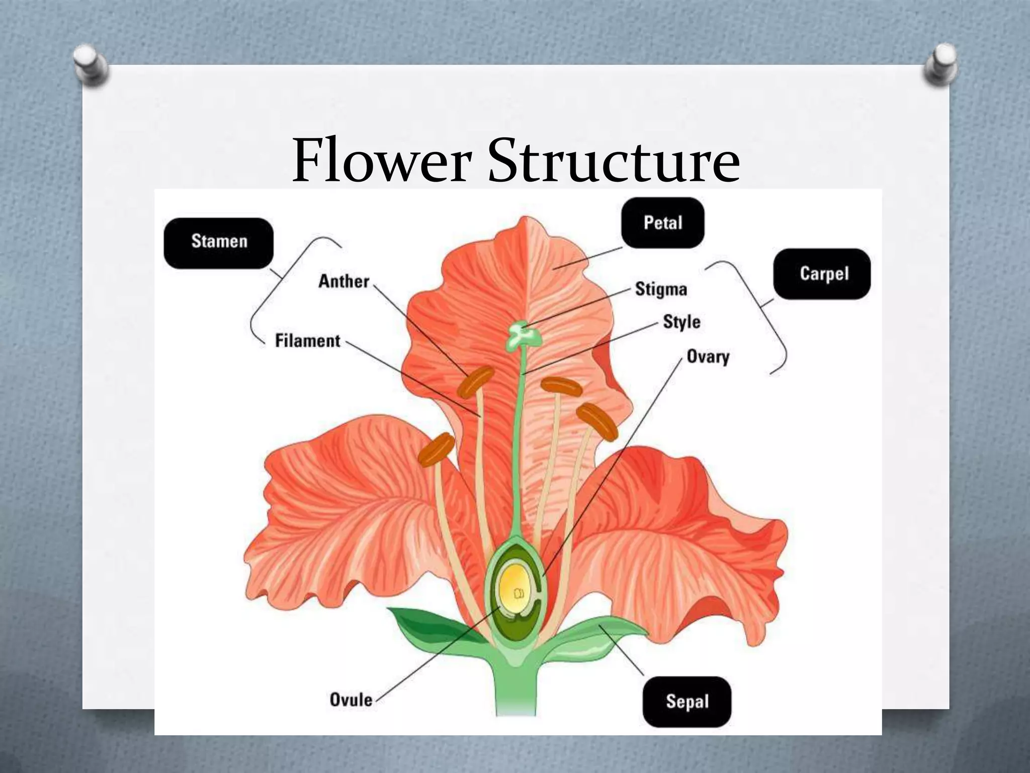 Flower Structure
 