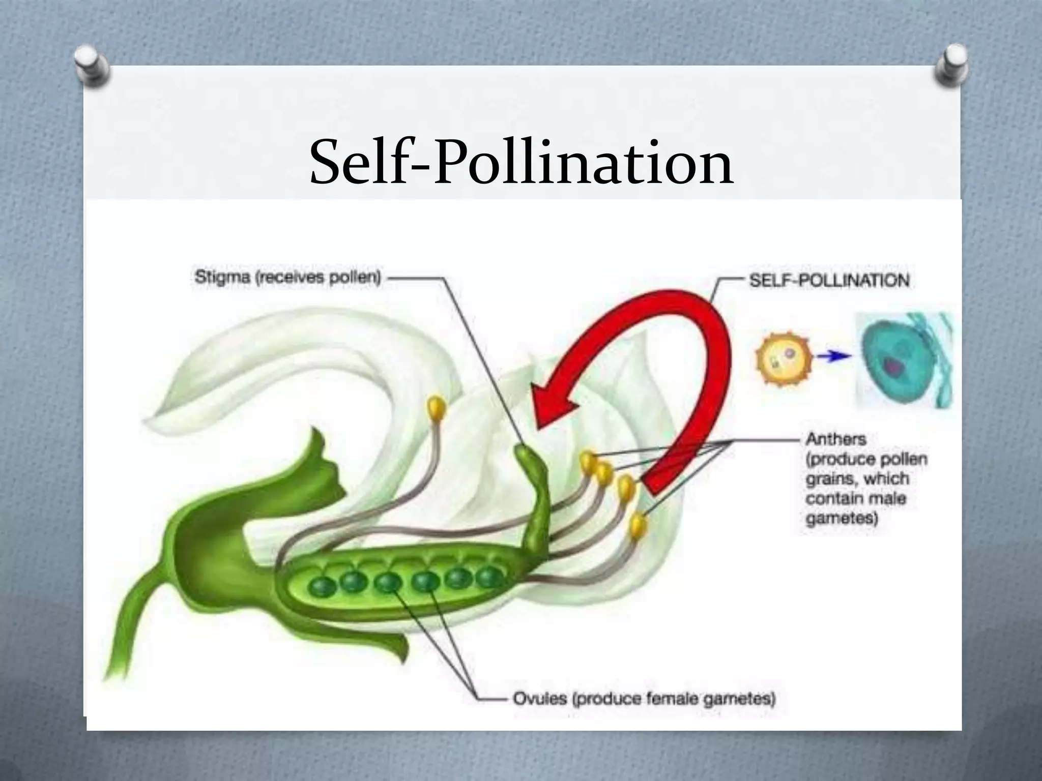 Self-Pollination
 