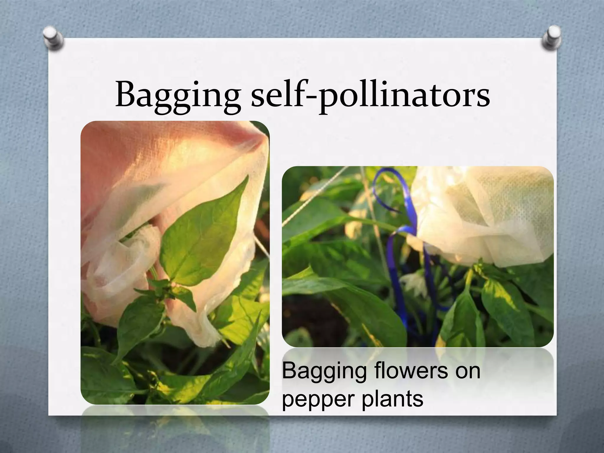 Bagging self-pollinators




          Bagging flowers on
          pepper plants
 