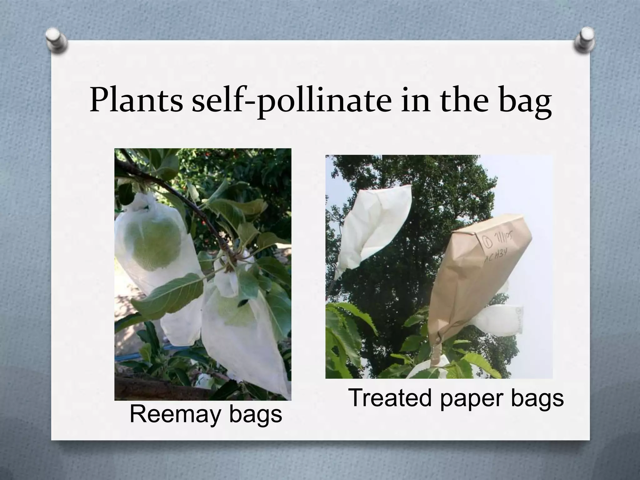 Plants self-pollinate in the bag




                 Treated paper bags
  Reemay bags
 