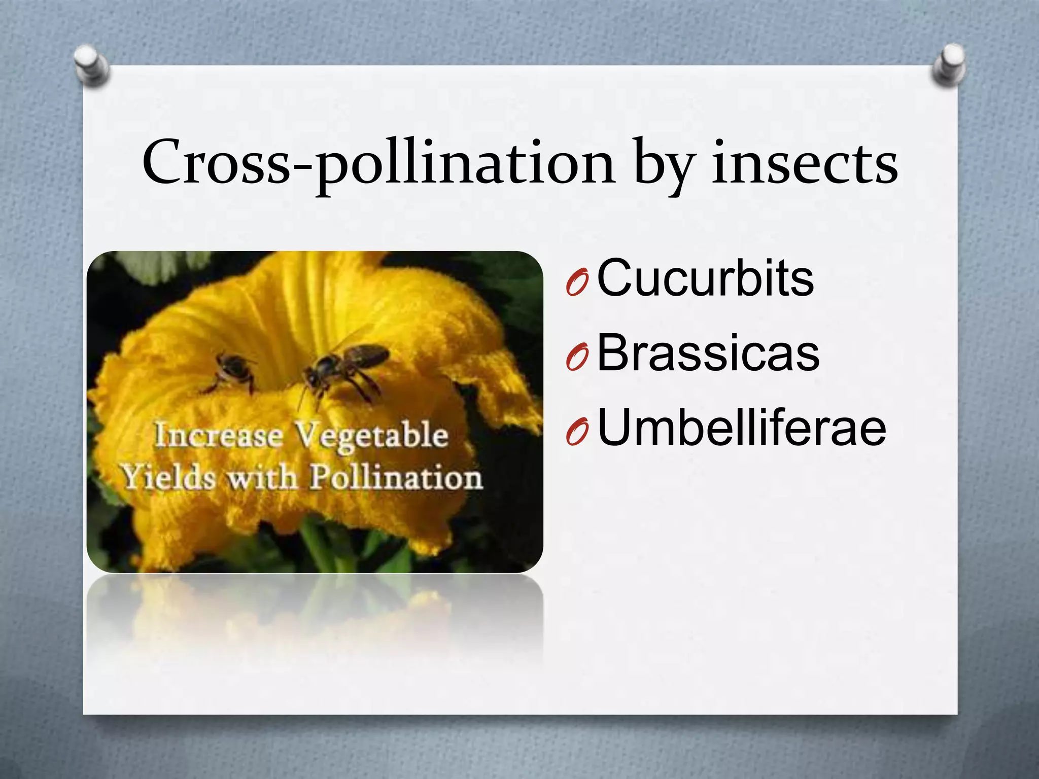 Cross-pollination by insects
               O Cucurbits
               O Brassicas
               O Umbelliferae
 