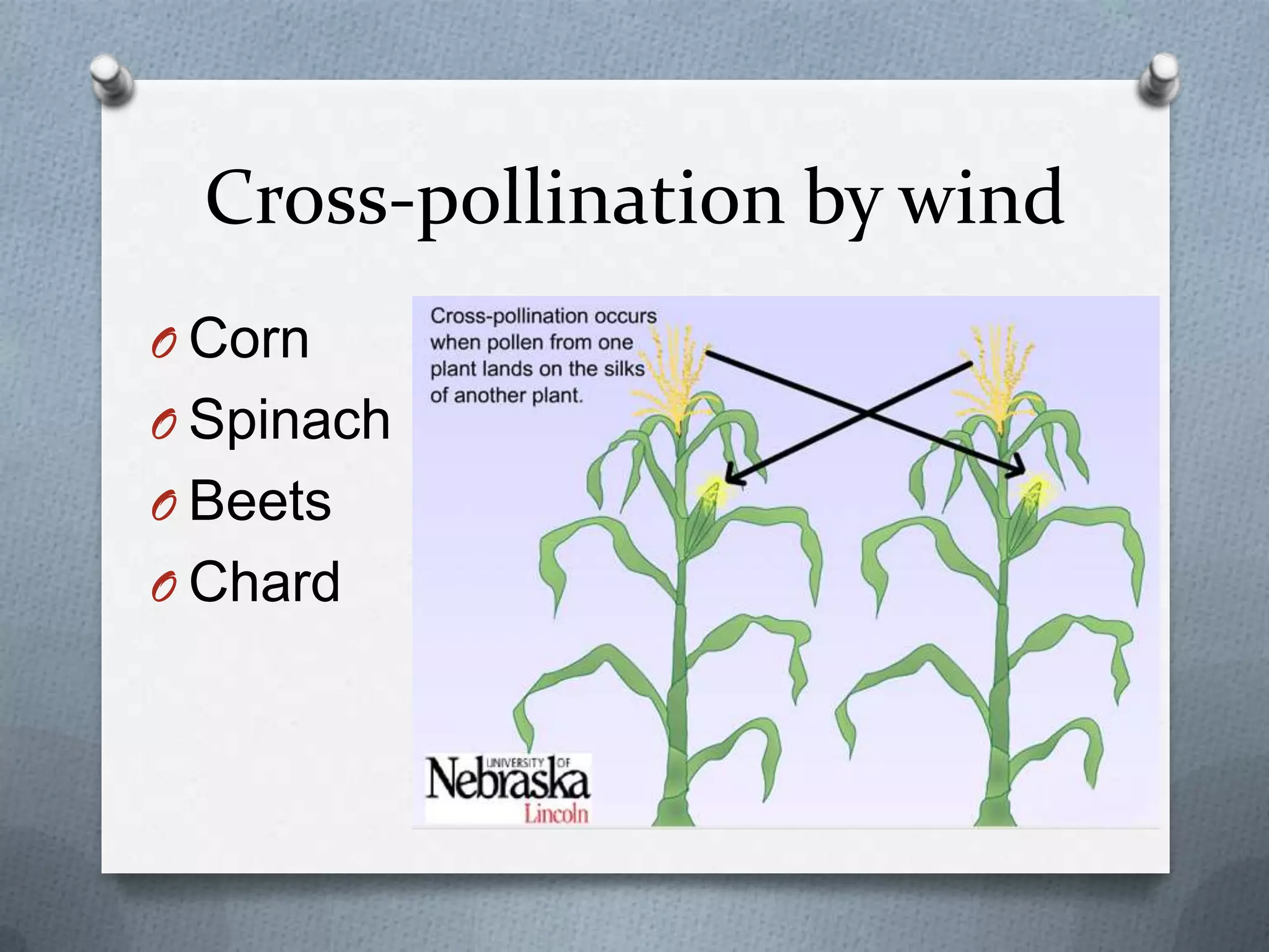 Cross-pollination by wind
O Corn
O Spinach
O Beets
O Chard
 