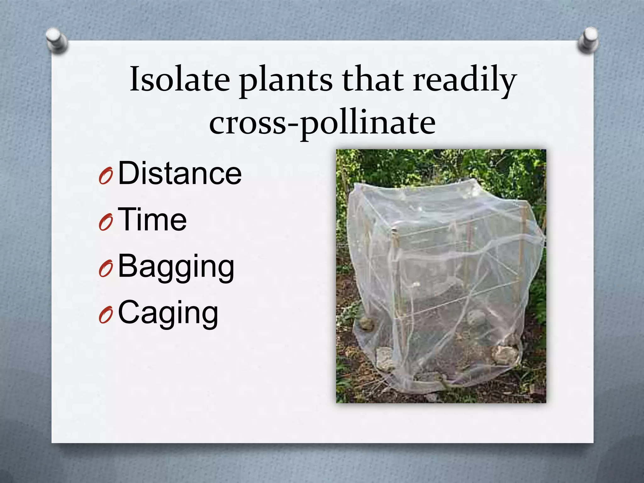 Isolate plants that readily
        cross-pollinate
O Distance
O Time
O Bagging
O Caging
 