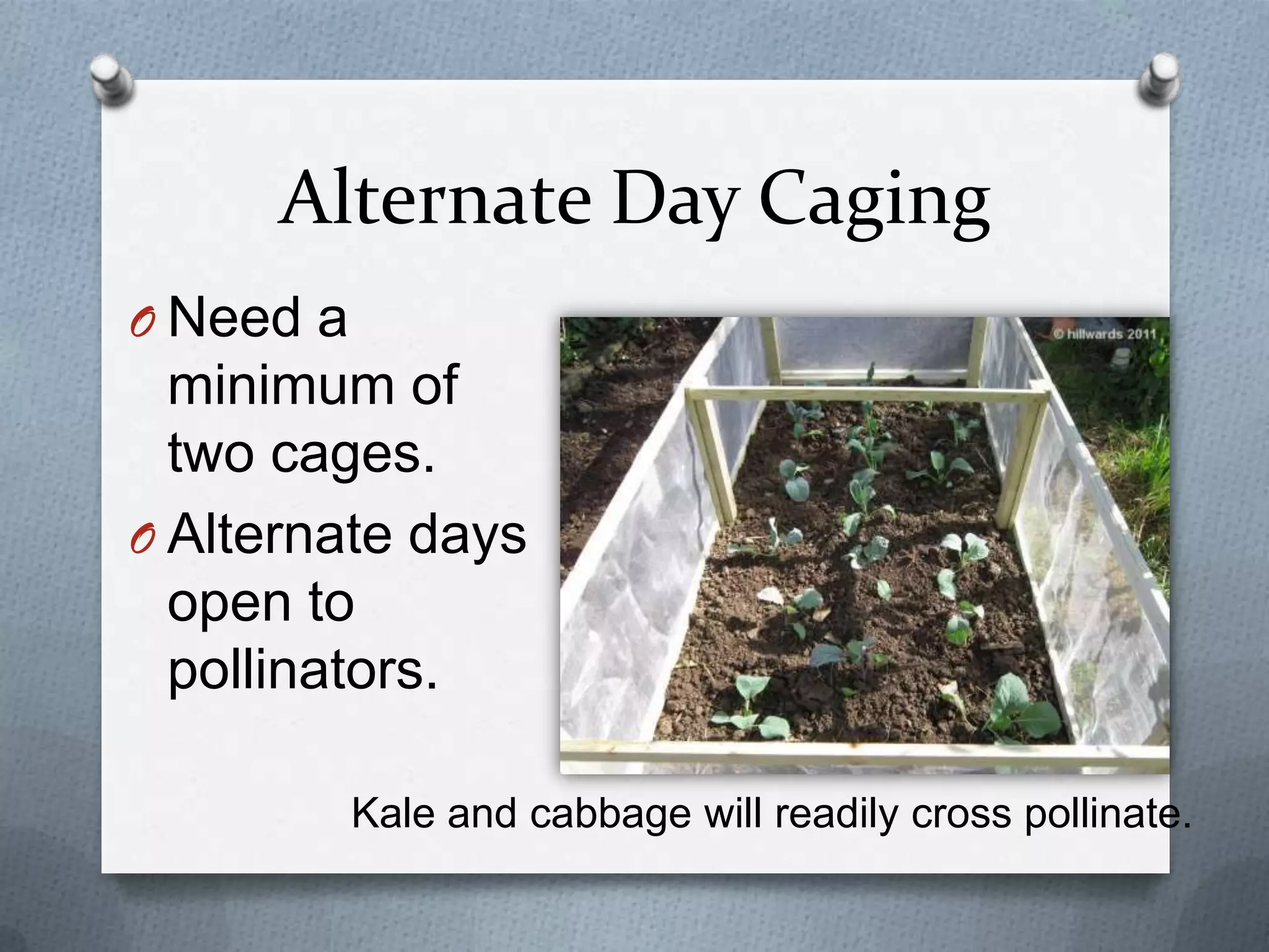 Alternate Day Caging
O Need a
  minimum of
  two cages.
O Alternate days
  open to
  pollinators.

           Kale and cabbage will readily cross pollinate.
 